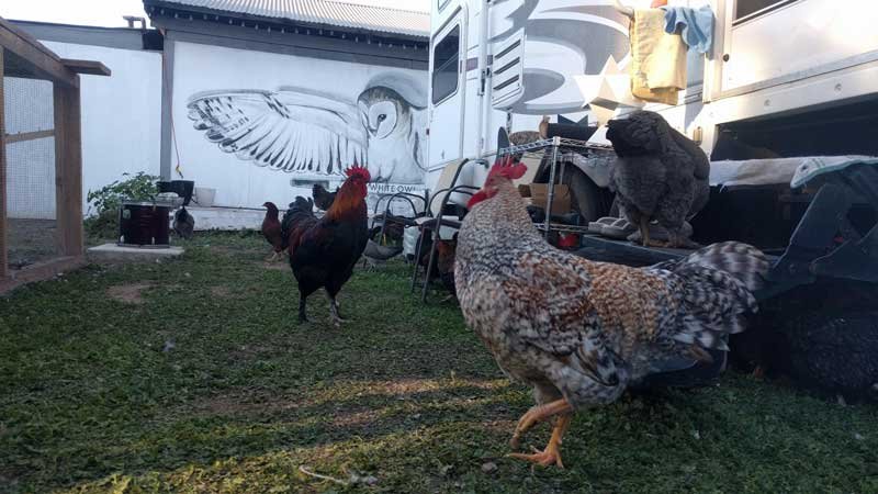San Diego Backyard Rare Breed Chickens